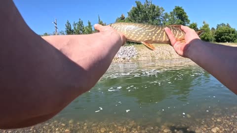 Small northern pike