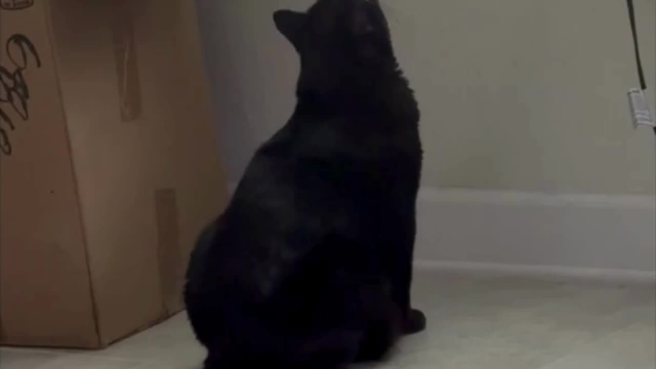 Cute Precious Piper Checks for More Lizards - Adopting a Cat from a Shelter Vlog #shorts
