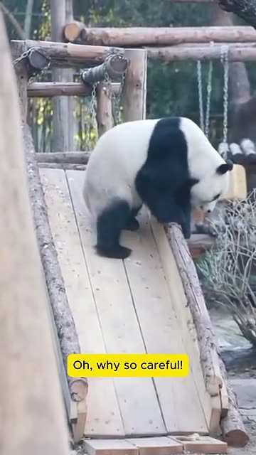 Funny Panda Moments Unleashed! 🐼😂