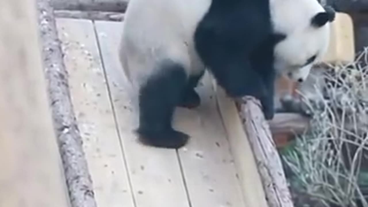 Funny Panda Moments Unleashed! πΌπ