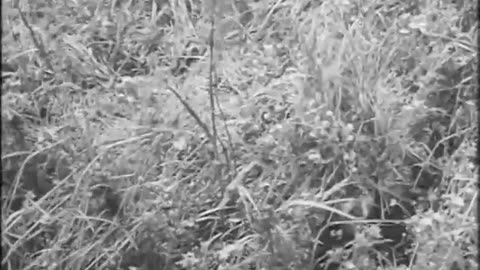 German Sniper Training Film (1944) German Wehrmacht WWII