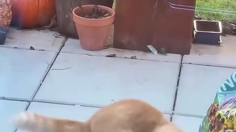 Funny Videos