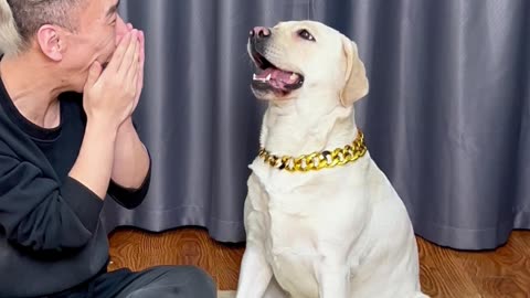 狗狗：从没见过这么护食的铲屎官…Dog: Never seen such a food-protective pet parent..