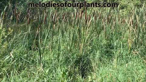 Great Company Cattail Aug 2023