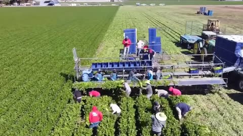 US Farmers Are Harvesting Millions Of Tons Of Fruits And Vegetables