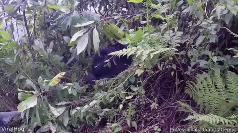 You won’t believe what this animal did!