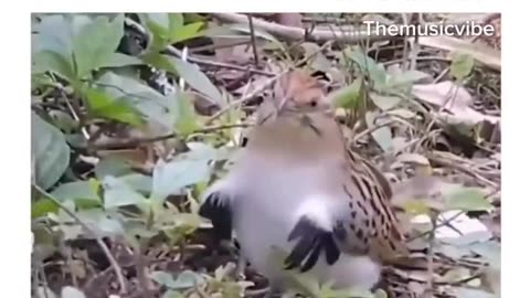 Nice Moves