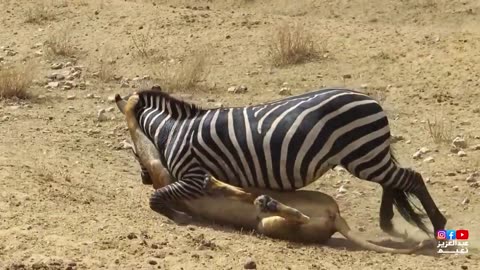 animals