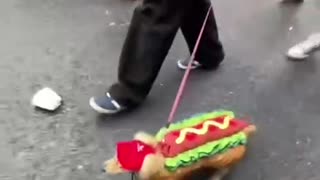 Halloween costumes for puppies. Now I am thinking of dressing my Nyx up.