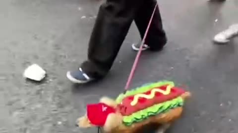 Halloween costumes for puppies. Now I am thinking of dressing my Nyx up.