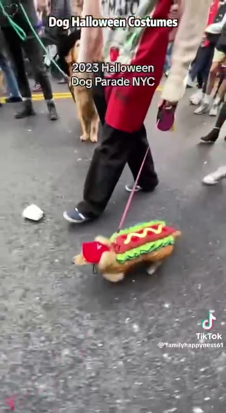 Halloween costumes for puppies. Now I am thinking of dressing my Nyx up.