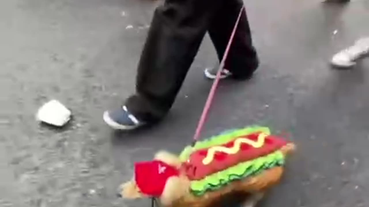 Halloween costumes for puppies. Now I am thinking of dressing my Nyx up.