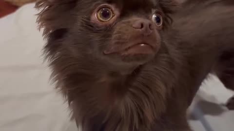 🤣🐶 Meet Smidge: The Flossing Chihuahua! | FunFM