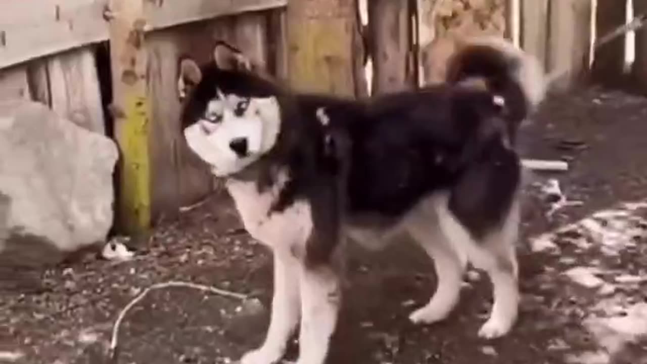 You don't have to look at silly dogs that are so pure