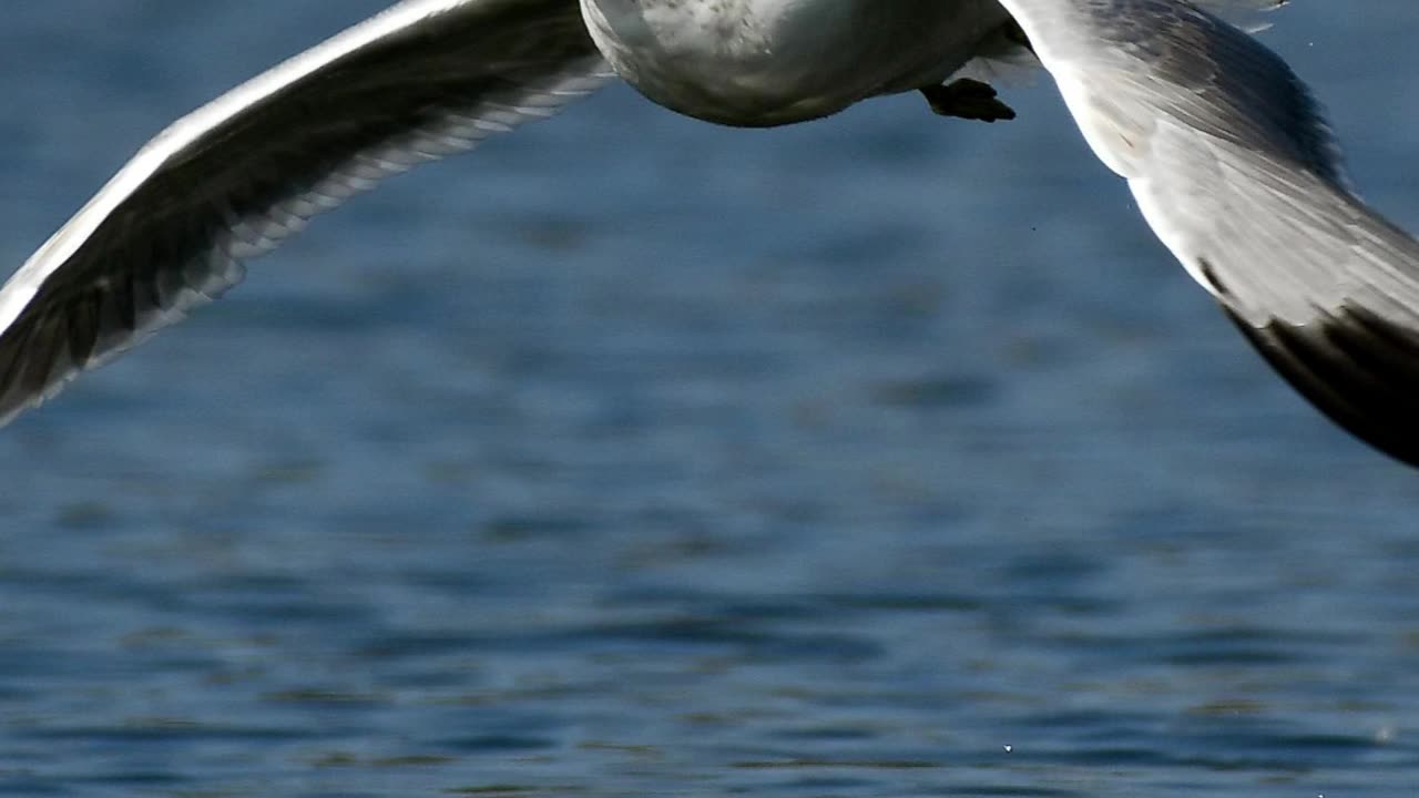 Wings Over the Waves - Albatross