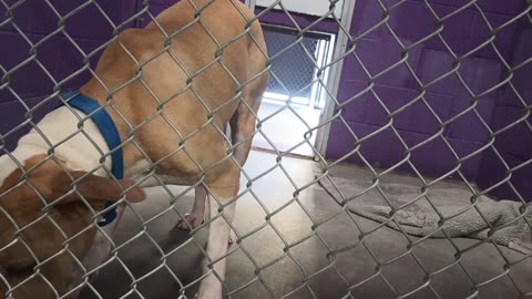Titan 2.5y Pet Id 947131 kennel 25 HSSAZ shelter needs space I'm too close he barks@me20250627_868