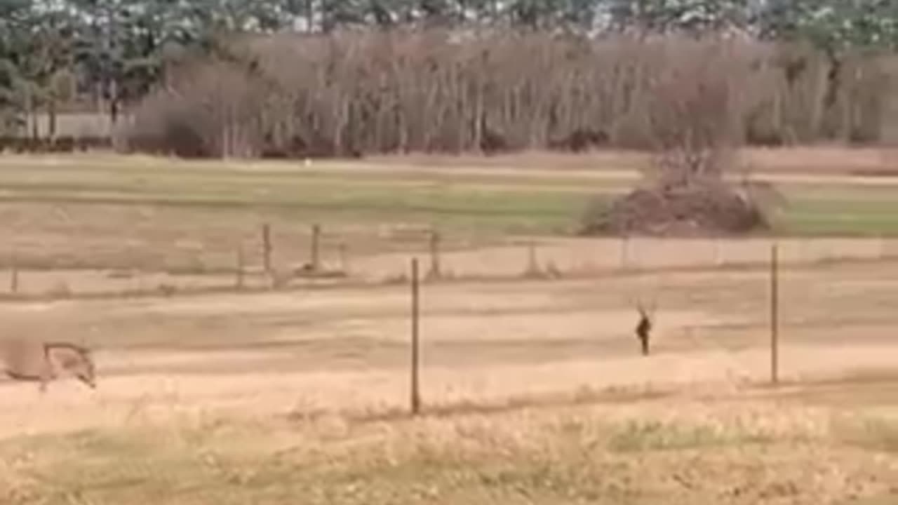 5 days old baby donkey | funny video | crazy clips