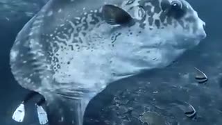 Look at the size of the Ocean Sunfish, one of the largest bony fish in the world.