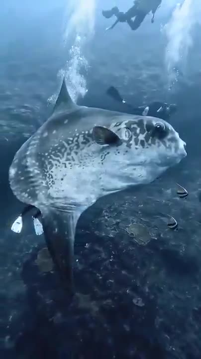 Look at the size of the Ocean Sunfish, one of the largest bony fish in the world.