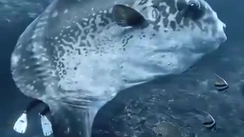 Look at the size of the Ocean Sunfish, one of the largest bony fish in the world.