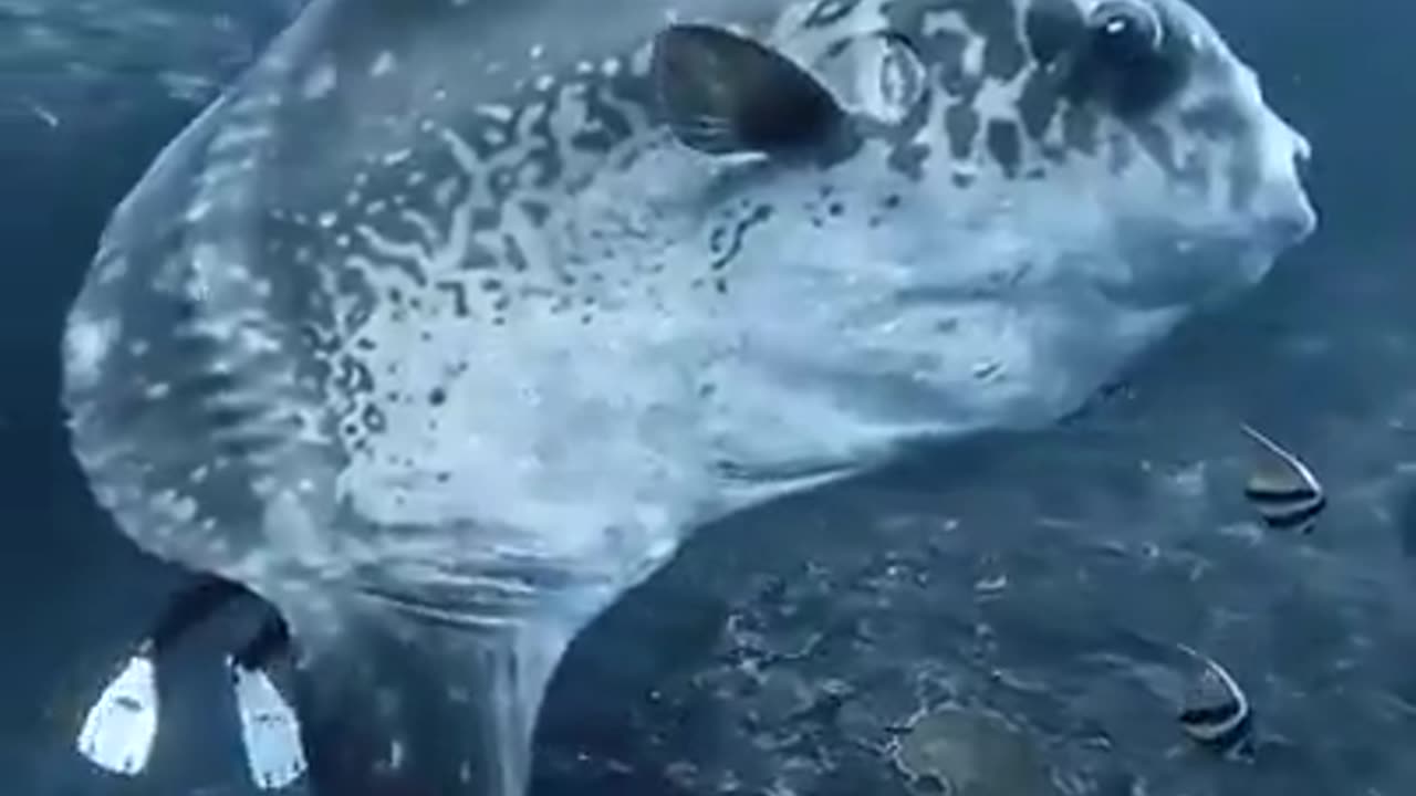 Look at the size of the Ocean Sunfish, one of the largest bony fish in the world.