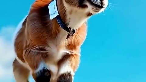 Funny Baby Goat Moments That Will Melt Your Heart 🐐💕 #cuteanimals #cute #viral #viralvideo #shorts