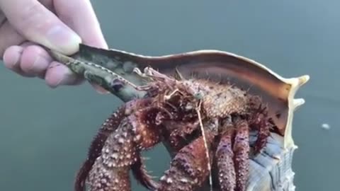 Hermit Crab Coming Out of His Shell