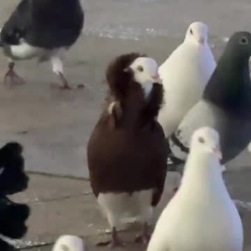 Fashion influencer.. 😂