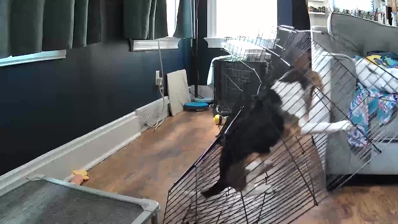 Worlds Worst Escape Artist