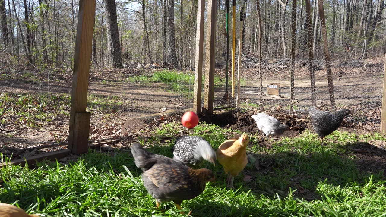 New chicks, newish treat, and old toy: apple on a chain.