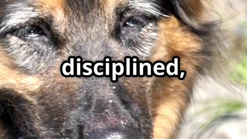 Top 3 Smartest Dog
