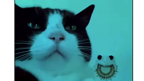 Cat funny videos