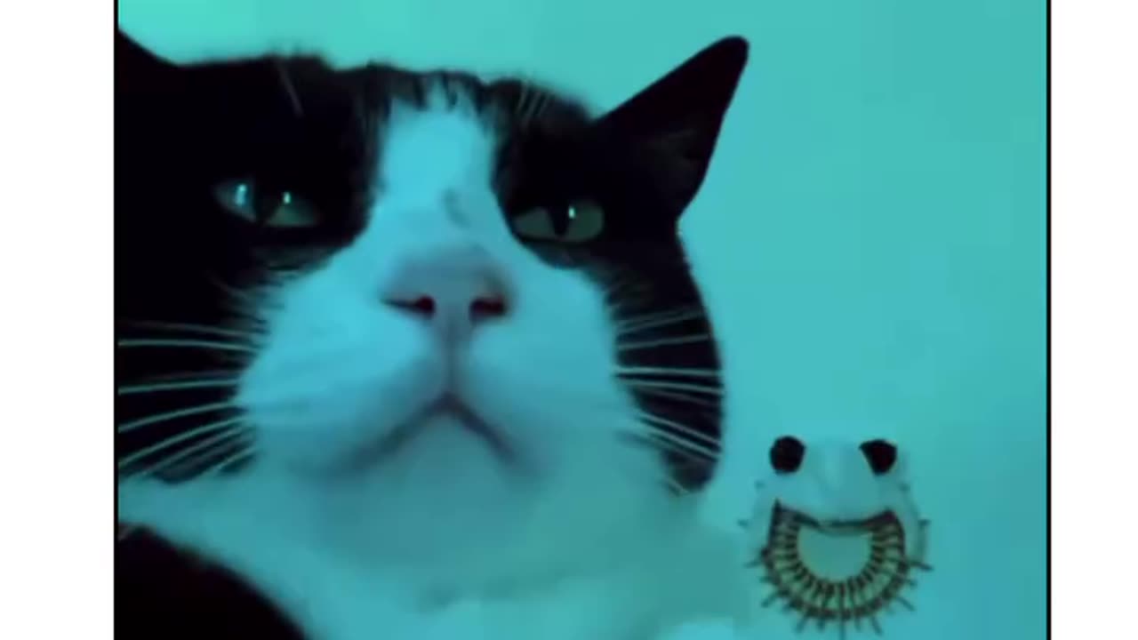 Cat funny videos