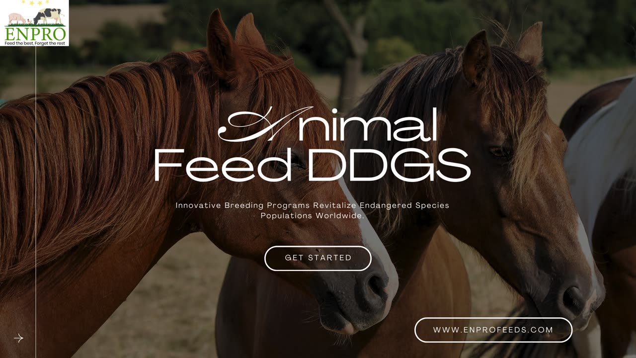 Animal feed DDGS | Enpro feeds