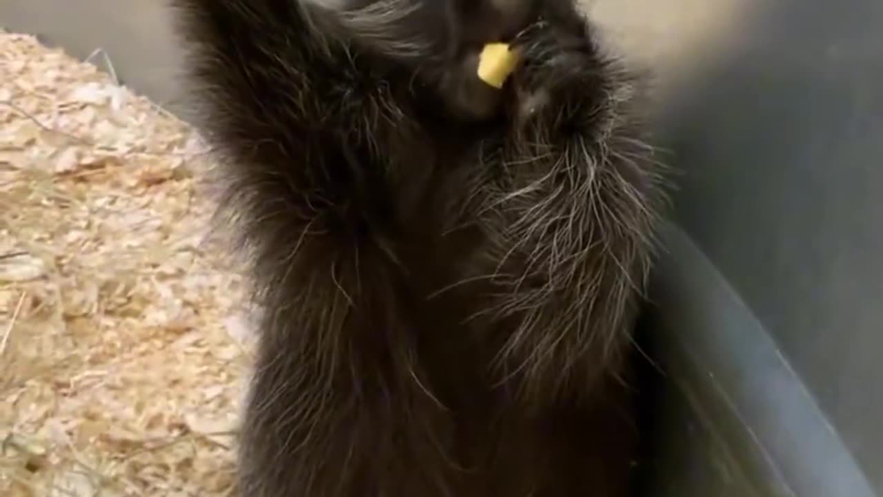 This skunk likes to eat swan larvae?