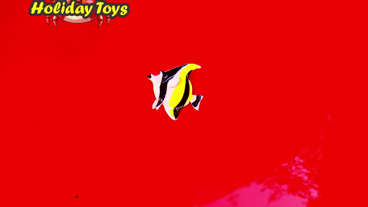 Clownfish Make Nests on Coral Reefs in the Morning