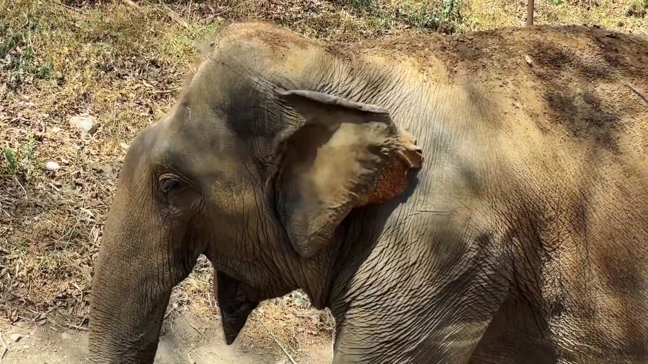 WILD LIFE