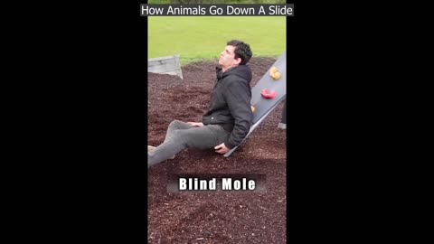 Best Of Funny Videos #2025