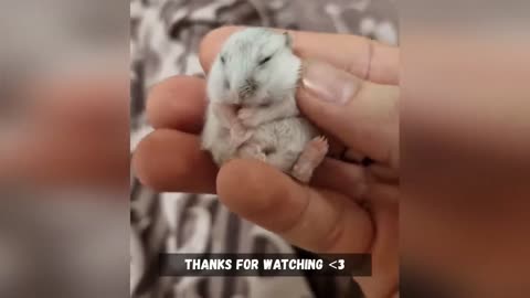 Funny Hamsters Videos | Cute and Funny Moments of the Animals