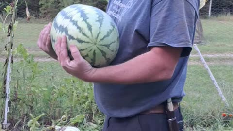 A pretty good size watermelon