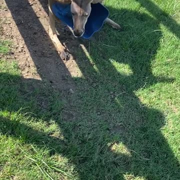 Kangaroos in Australia 🇦🇺