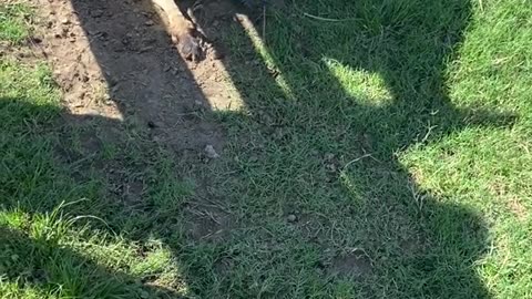 Kangaroos in Australia 🇦🇺