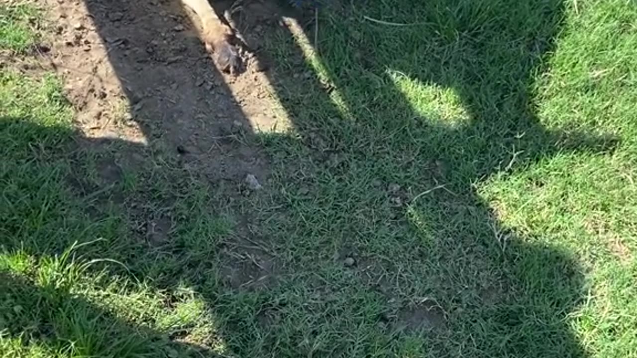 Kangaroos in Australia 🇦🇺