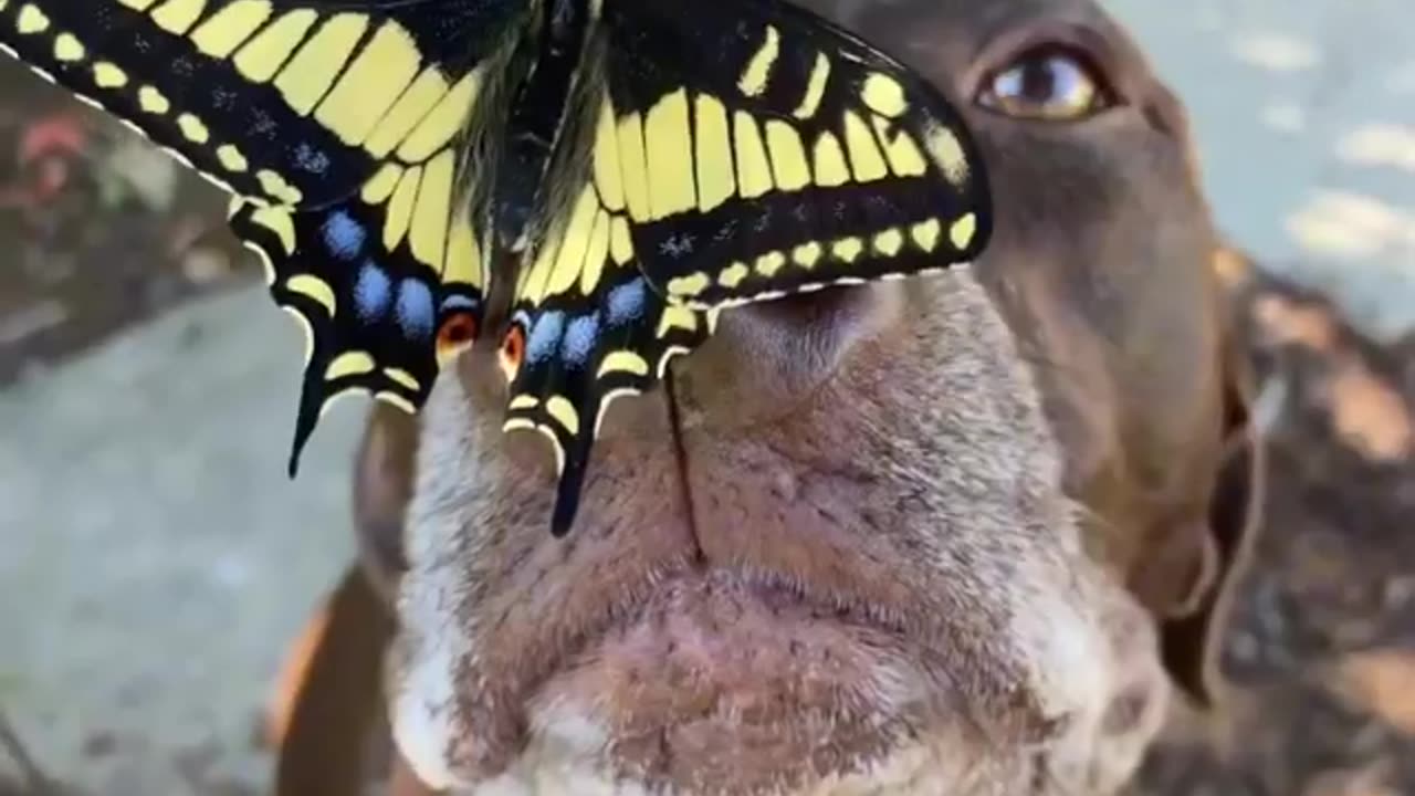 Butterfly on dog's nose