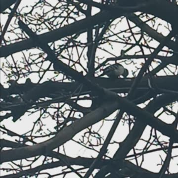 Red bellied woodpecker