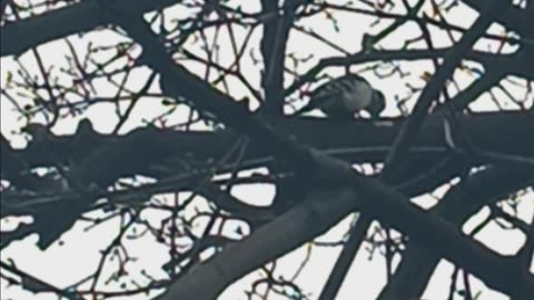 Red bellied woodpecker