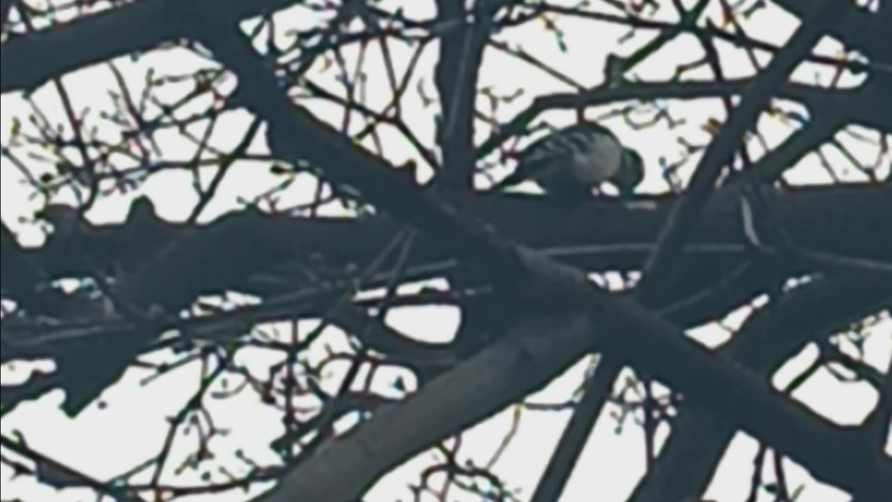 Red bellied woodpecker