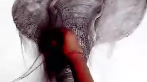 Elephant realistic drawing