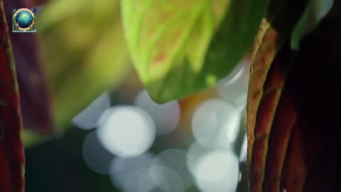Sneaky Hummingbirds Steal Nectar From Flowers