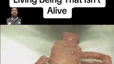 Scientists Have Built the First Modular Body—a Living Being That Isn't Alive